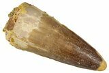 Fossil Spinosaurus Tooth - Feeding Worn Tip #354799-1